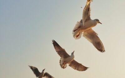 Avian flu is their next one…